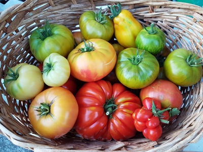 La tomate, le légume star de l'été