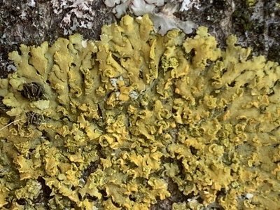 Les lichens, de véritables éponges, mais eau secours l'air est pollué!