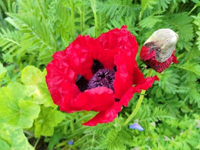 L’expression sonore du monde végétal; essais quant à notre sensibilité, et celle des plantes
