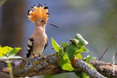Huppe fasciée - la punk parmi les oiseaux