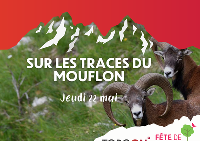 Sur les traces du mouflon