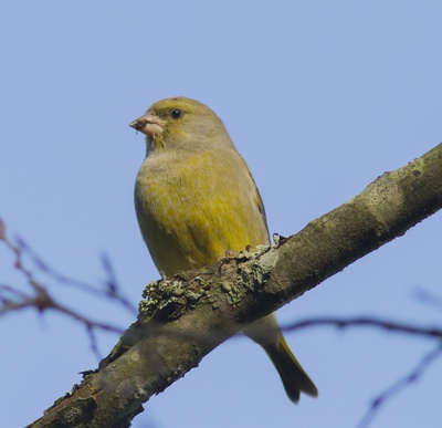 Archéologie et chants d'oiseaux