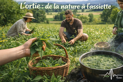 L’ortie : de la nature à l’assiette