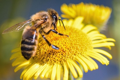 Le monde merveilleux de l'abeille: le cheminement du nectar, « de la fleur à l’assiette »