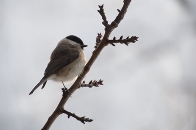 Le concert des oiseaux