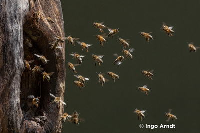 Visite guidée du Sentier découverte de l'abeille mellifère, insecte forestier