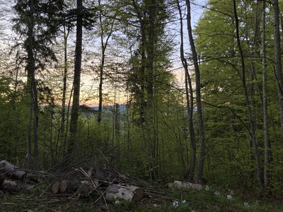 Balade au crépuscule et fondue en forêt