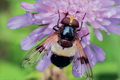 Balade à la découverte des Syrphes et autres pollinisateurs