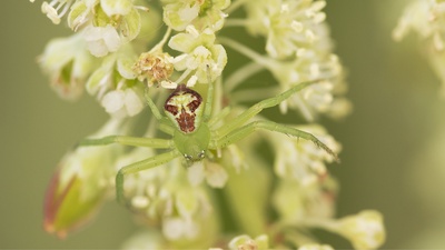 Balade à la découverte des araignées