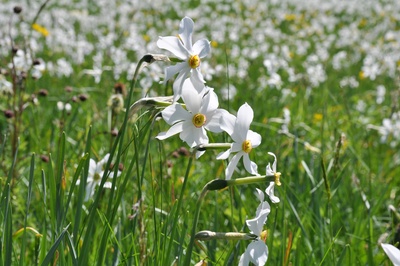 Les Narcisses aux Avants, entre histoire et paysage
