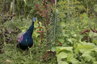 Du jardin sauvage au jardin-forêt