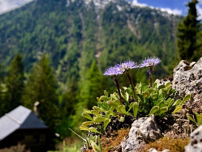 En montagne à Flore-Alpe