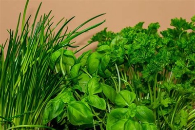 Atelier de semis de plantes aromatiques et fleurs