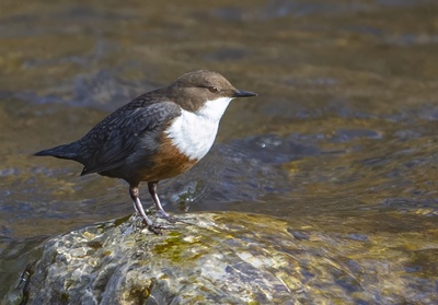 Les oiseaux de la vallée mystérieuse du Gottéron