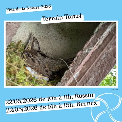 Sur le terrain avec NARIES - Torcols à Bernex