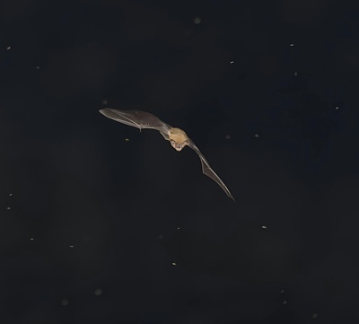 Balade nocturne à l'écoute des chauves-souris