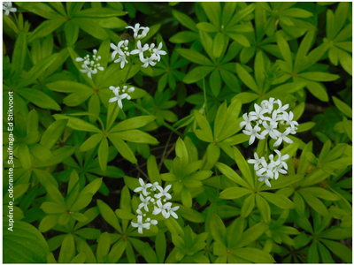 Atelier "alimentation durable, cueillette et cuisine" pour toute la famille