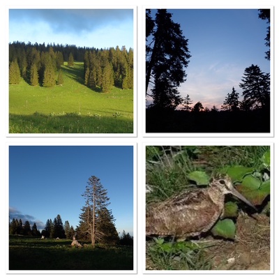 Balade ornithologique