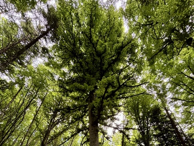 Voyage sensoriel en forêt avec les Rangers