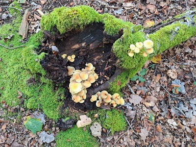 Mousses et lichens en résidence artistique