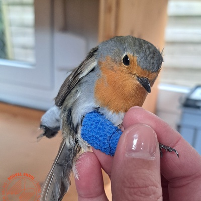 Nouvel Envol - Station de soins aux oiseaux sauvages