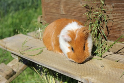 Portes ouverts de la micro-ferme urbaine et des petits animaux du Parc Paudex