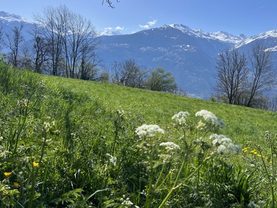 Découverte de délicieuses plantes sauvages comestibles dans la nature alpine