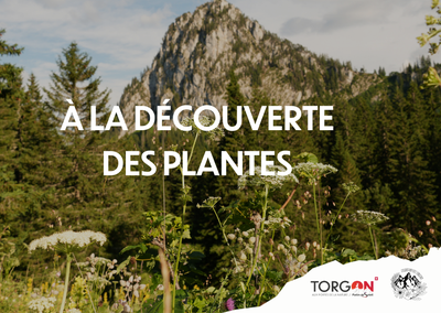 À la découverte des plantes