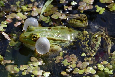 A la rencontre des batraciens du Parc de l'Europe