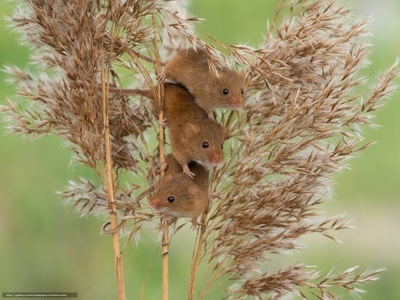 Couleuvres et rats : des affreux si mignons !