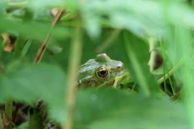 La vie secrète de la mare