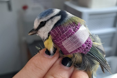 Portes Ouvertes de la station de soins aux oiseaux sauvages en Valais