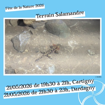 Sur le terrain avec NARIES - Salamandres à Dardagny