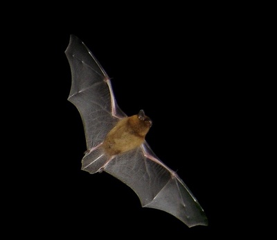 Observation de la faune : les chauve-souris