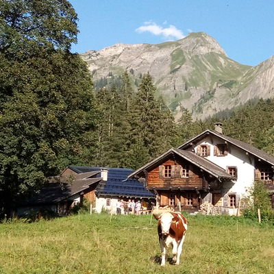 La richesse des arbres habitats dans le pâturage boisé de Cergnement près de la Barboleuse