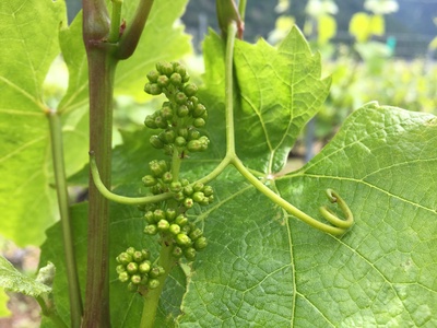 Nos vignerons à l'écoute de la nature
