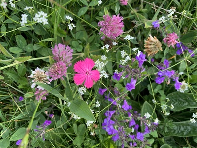 Les fleurs à la loupe