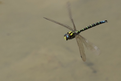 A la découverte des libellules du Parc des Eaux-Vives