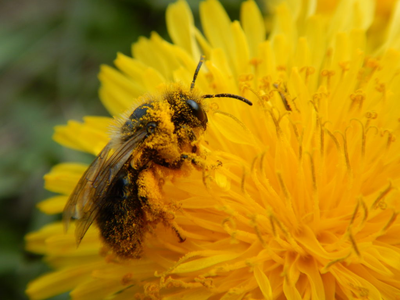 Dimanche nature – Les abeilles