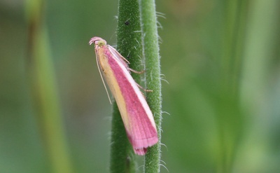 Insectes des champs et des bois