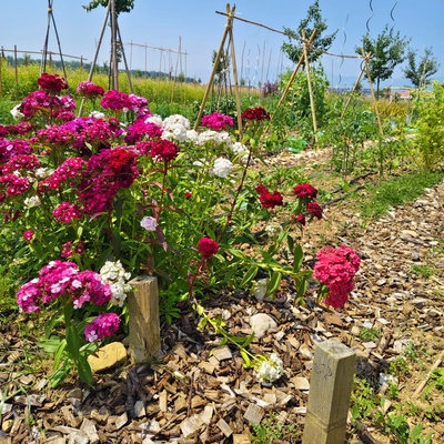 Atelier "tuteurages des légumes"