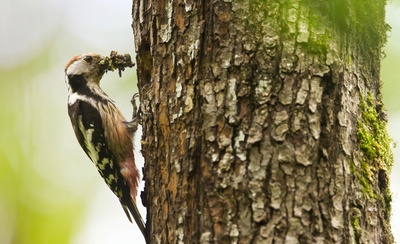 Aventure naturaliste entre prairies, forêts et rivières