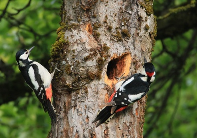 Voir, observer, PHOTOGRAPHIER..et plus. Initiation à l’observation en milieu naturel