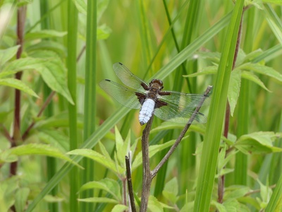 La faune du bord de l'Aire