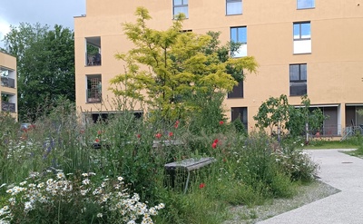 Promouvoir la biodiversité en milieu bâti - Fribourg ville (22.05 en français ANNULÉ, 23.05 bilingue ANNULÉ)