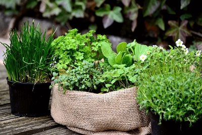 Semis – fleurs comestibles et plantes aromatiques