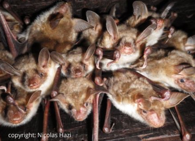 Balade acoustique à la découverte des chauves-souris