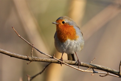 Les oiseaux du Parc Malagnou