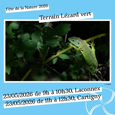 Sur le terrain avec NARIES - Lézards verts à Laconnex