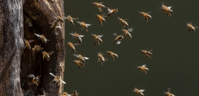Visite du "Sentier découverte de l'abeille mellifère, insecte forestier"